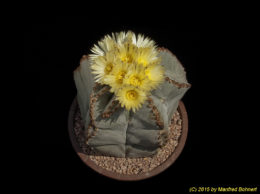 Astrophytum myriostigma 1512
